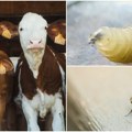 (Video) Prvi slučaj crva mesoždera zabeležen u Americi Epidemija počela u Meksiku, mogu biti smrtonosni, a sistem lečenja je…