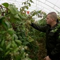 Берба ариљске малине у пуном јеку упркос ниским температурама: Пластеници спас за црвено злато (фото)