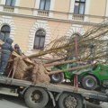 Stigle su nove sadnice javora za Trg Radomira Putnika