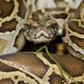Rešenje za gojaznost ljudi leži u krvi pitona? Naučnici identifikovali molekul koji već pomaže miševima