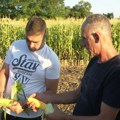 Kukuruz šećerac još nije osvojio sever Banata: Karanovići iz Banatskog Velikog Sela među retkim proizvođačima