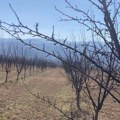 U Topličkom kraju u toku rezidba voća, važni radovi za za zdrav i kvalitetan rod