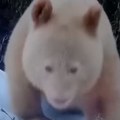 Ekskluzivno! Snimljena albino panda Jedinstvena na svetu, ovo se retko viđa (video)