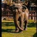 Uginula slonica Tvigi, jedna od najpoznatijih životinja beogradskog zoološkog vrta