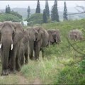 Porodica automobilom udarila u mladunče slona, krdo slonova izgazilo vozilo (FOTO)