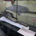 U Peruu pronađen fosil rečnog delfina starog 16 miliona godina