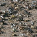Proždrljivi insekti preplavili grad, ljudi u panici: "Odvratni su"