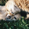 EU uvele strože propise o kućnim ljubimcima