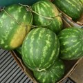 Savi uništeno dva hektara lubenica, ogromnu štetu trpe i drugi poljoprivrednici zbog ovoga: "Ništa im ne možemo"