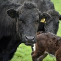 Opasna zaraza u Hrvatskoj: Potvrđen antraks, pomor stoke, uvedene hitne mere