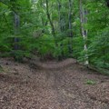 Šuma na Fruškoj gori ponovo predložena za Uneskovu listu svetske prirodne baštine, prethodno odbijena zbog seče