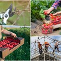 Sezonci, ovo su najplaćeniji poslovi: Berači malina zarade 180.000 dinara za mesec dana, a ovo je dnevnica građevinaca