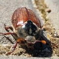 Panika zbog misterioznog insekta! Beograđanka zatekla ogromnu bubu pa se zaledila od straha: Žive pod zemljom godinama, a onda…