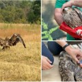 Posle gotovo mesec dana oporavka Feliks spreman za let i ponovo na slobodi: Orao krstaš danas u okolini Bačke Topole pušten u…