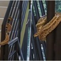 Džinovska zmija u centru novog sada: Veliki reptil obavio gelender, pa prestravio stanare zgrade! Nije za svačije oči…