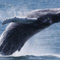 U Jadranu kod Korčule primećena grupa zubatih kitova