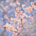 Velika glavobolja za voćare: Kajsije procvetale pre vremena, ako temperatura ode ispod nule sve će propasti