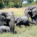 Da li bi Nemačka mogla da ugosti 20.000 slonova iz Bocvane?: Politico je konsultovao stručnjaka