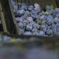 Proizvođači borovnica i suvih šljiva iz Srbije zadovoljni mogućnošću izvoza tog voća u Kinu