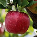 Žena iz Beograda osumnjičena da je prevarila proizvođača jabuka