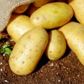 Podravka Agri povećava površine za proizvodnju krumpira