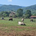 Predlog startegije poljoprivrede i ruralnog razvoja Srbije osnažuje organsku proizvodnju