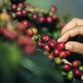 Kako globalna nestabilnost menja tržište kafe?
