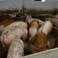 Sastanak na najvišem državnom nivou zbog afričke kuge svinja