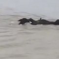 Snažna vodena struja odnela pet slonova iz Nepala u Indiju /video/
