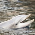Delfin Joca bio je zvezda Bokokotorskog zaliva: Plivao sa Bredom Pitom, a onda misteriozno nestao