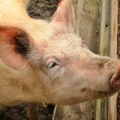Kod domaćih svinja potvrđeno 1.932 slučaja afričke kuge