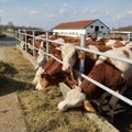 Nemačke junice stigle u osečanska sela i povećale proizvodnju mleka: Koštale 3.000 evra, ali stiže pomoć države!