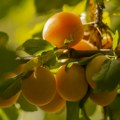 Prolećni mraz oštetio 30 odsto voća u Srbiji