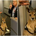 Kengur mirno čeka ukrcavanje u avion? Snimak kojim su ljudi oduševljeni, ali istina je mračnija nego što mislite –…