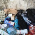 NEPRIHVATLJIVO: Štenci ubačeni u kontejner u Karađorđevoj ulici!