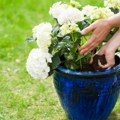 3 Znaka otkrivaju da je vašoj biljki potrebna nova saksija Reagujte na vreme - presadite je i produžite joj vek