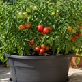Sve više ljudi sadi paradajz u saksijama: Evo kako da i vi imate bogat rod bez bašte