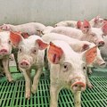 Najviše slučajeva afričke kuge svinja u Mačvi i u Sremu
