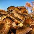 Godinama pogrešno čistimo pečurke? Evo šta zapravo treba da uradite