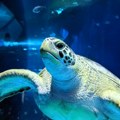 Džinovske morske kornjače napadaju kupače u Hrvatskoj: "Rana je odmah prokrvarila i pomodrela"