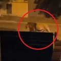 Uhvaćena divlja zver u rimu Lav pobegao iz cirkusa, pola dana lutao gradom, evo kako su mu doakali (video)
