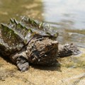 Dovoljno jak ugriz da pregrize kost: Aligatorska kornjača pronađena u Engleskoj: Dobila je nesvakidašnji nadimak…