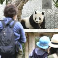 Najstarija džinovska panda uginula pre planiranog povratka u Kinu: Tan Tan doživela 28 godina