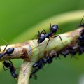 Mravi od davnina nagoveštavaju događaje, a evo kada slute zlo i nesreću u kući