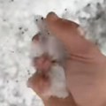 Šok-snimak iz okoline Požarevca! Nije valjda pao sneg usred juna! Čovek drži grudvu u rukama, liči ali nije! Šta je to…