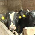 Odgajivači goveda: Isplata subvencije ratarima od 17.000 dinara – pogrešna politika
