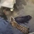 (VIDEO) Tigar i vepar spaseni iz bunara u Indiji