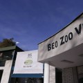Pogledajte trenutak kada je zebra pobegla u zoološkom vrtu u Beogradu VIDEO