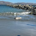 Stefan čistio plažu, pa ugledao bizarnog stvora: Izgleda kao ogromna riblja glava, ali je reč o čudesnom biću