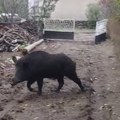 „Čak nas je i divlji vepar posetio, ali nas je predsednik Vučić obišao“ – VIDEO